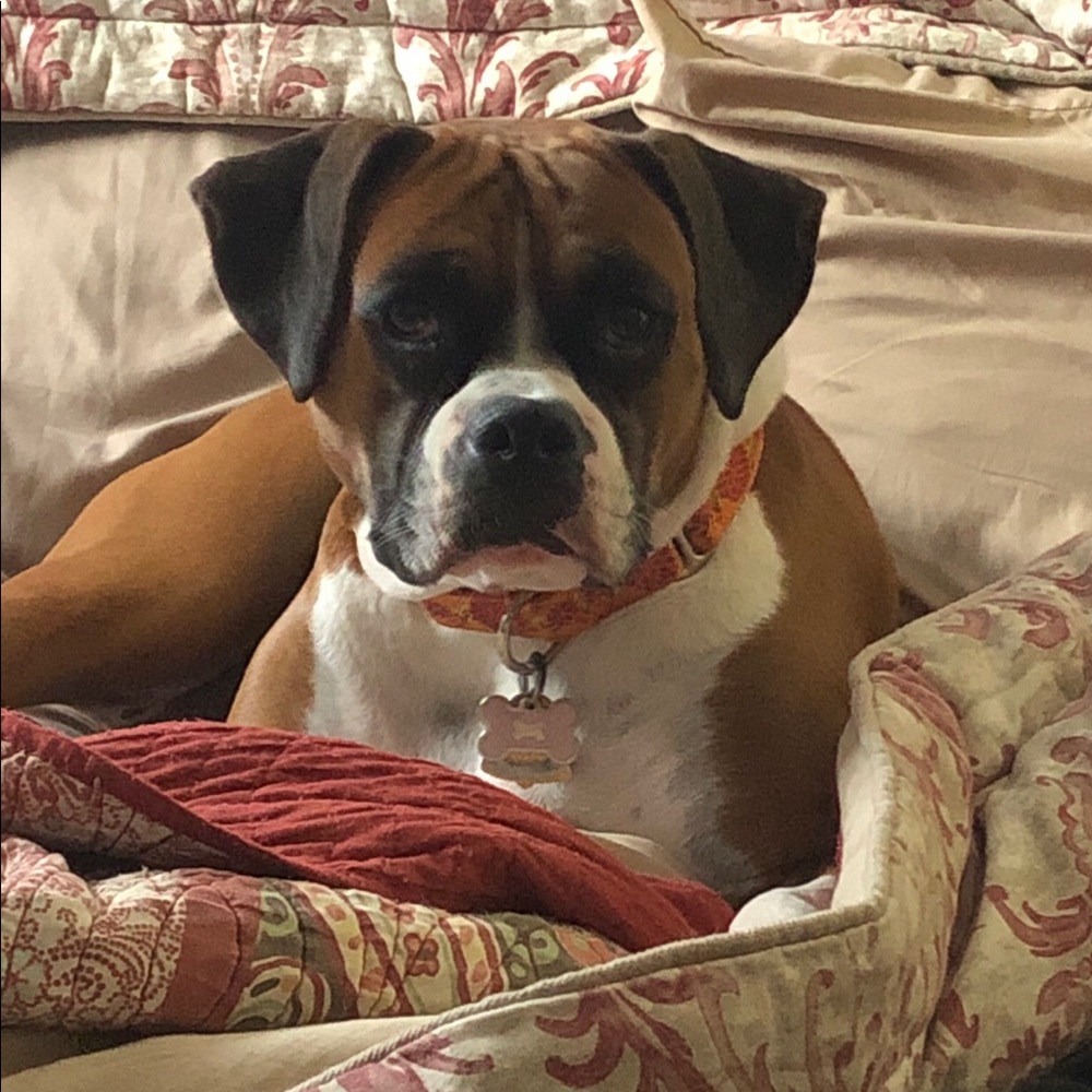 Meet your Posh Ambassador , Deborah  ❤️🐶👠👚 - Picture 13 of 16